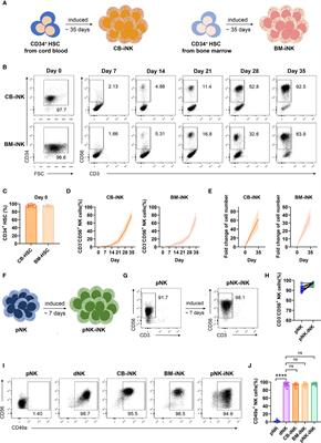 Human-Induced CD49a+ NK Cells Promote Fetal Growth